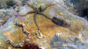 Common Brittle Star - Ophiothrix fragilis