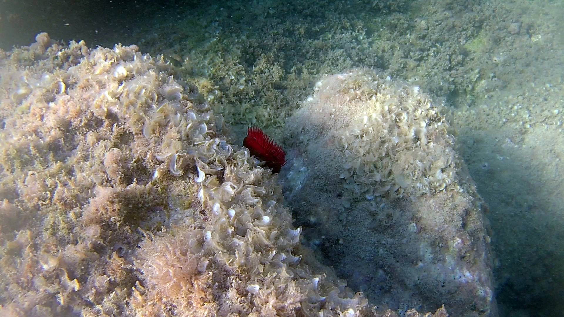 Il Pomodoro di mare - The beadlet Anemone - Actinia equina - intotheblue.it