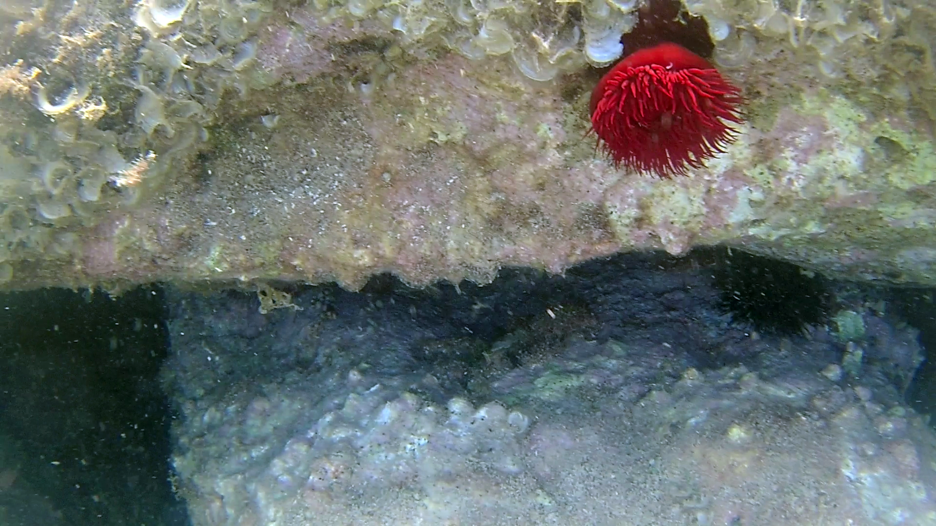 Il Pomodoro di mare - The beadlet Anemone - Actinia equina - intotheblue.it