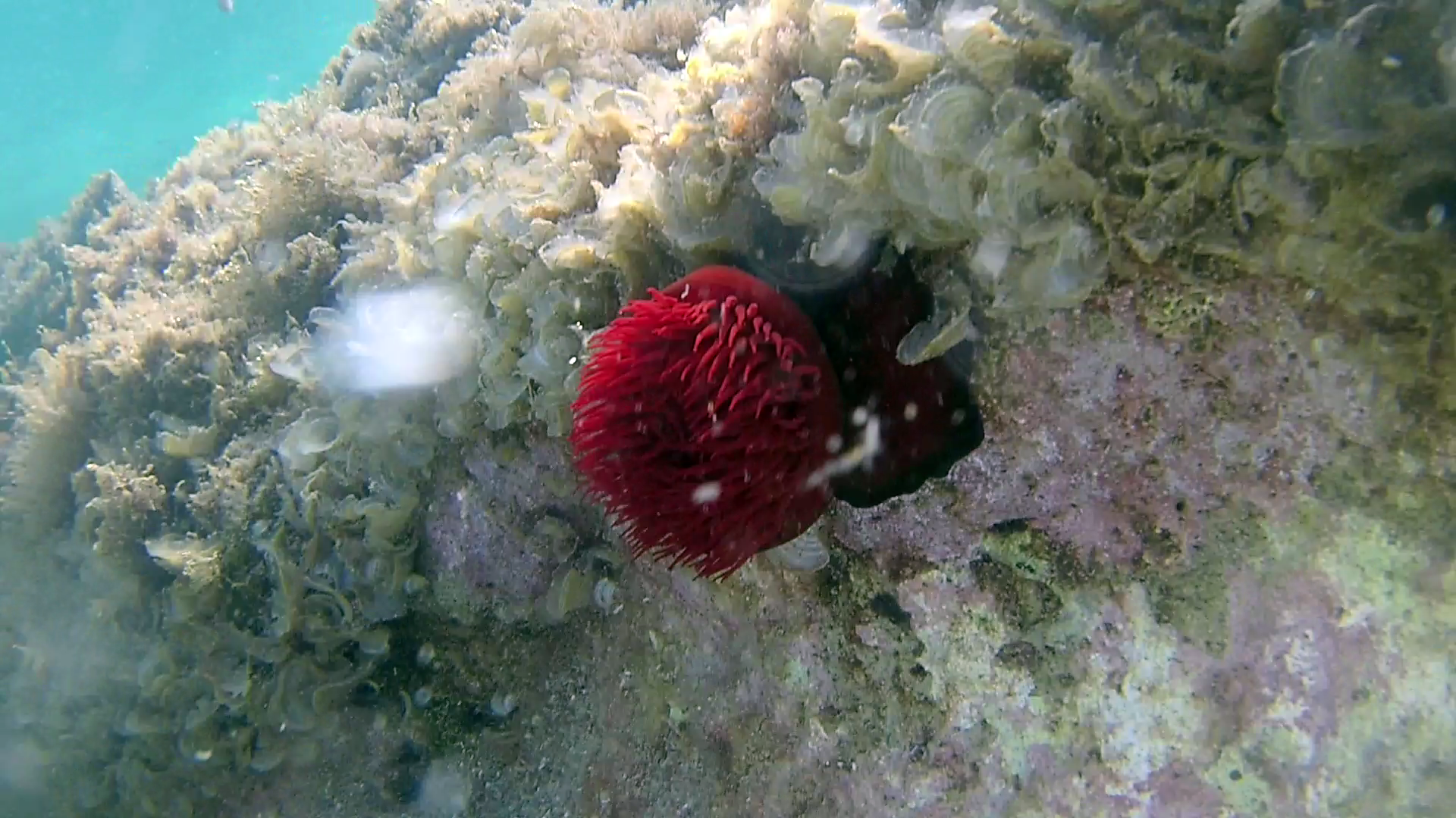 Il Pomodoro di mare - The beadlet Anemone - Actinia equina - intotheblue.it