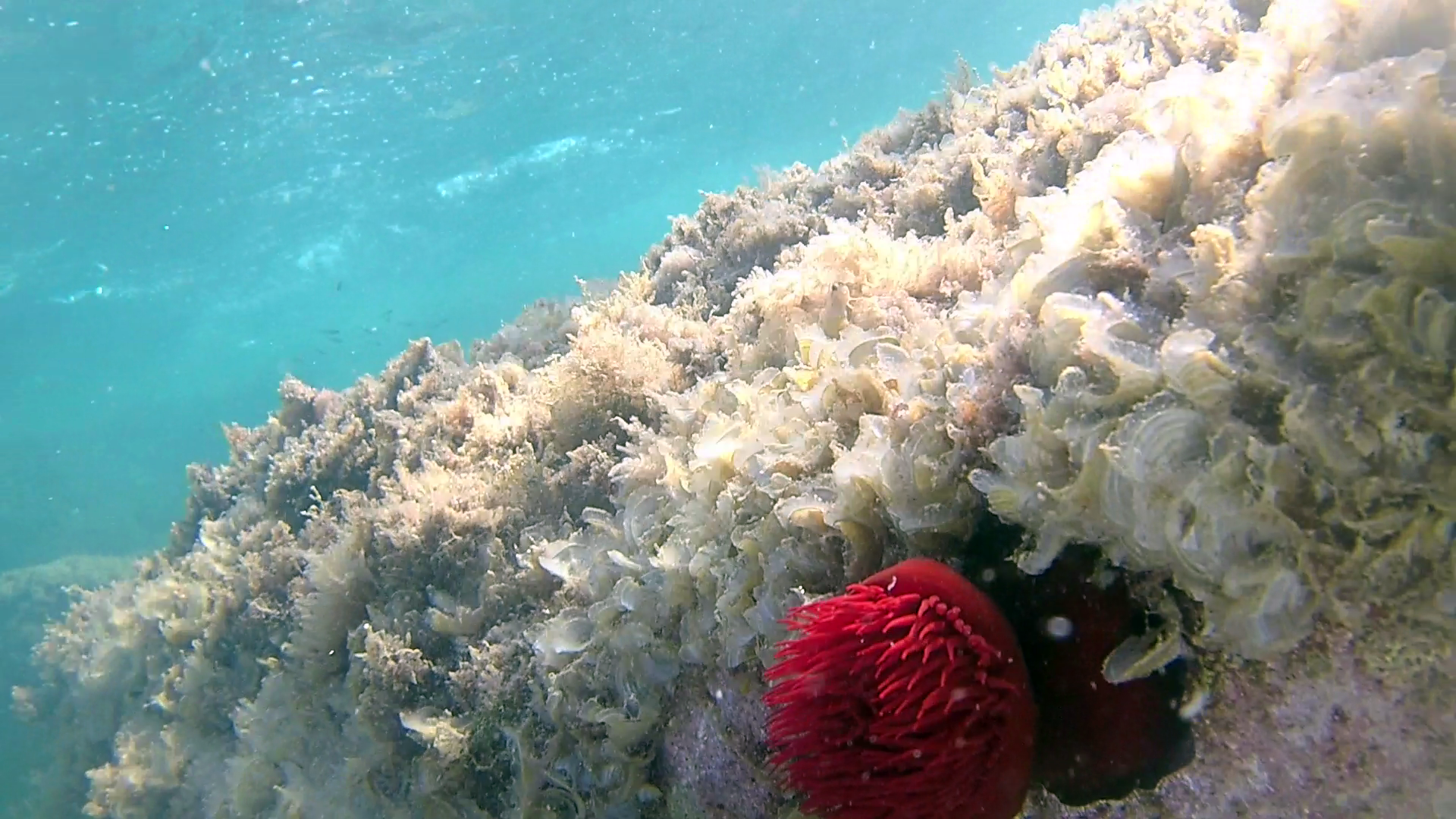 Il Pomodoro di mare - The beadlet Anemone - Actinia equina - intotheblue.it