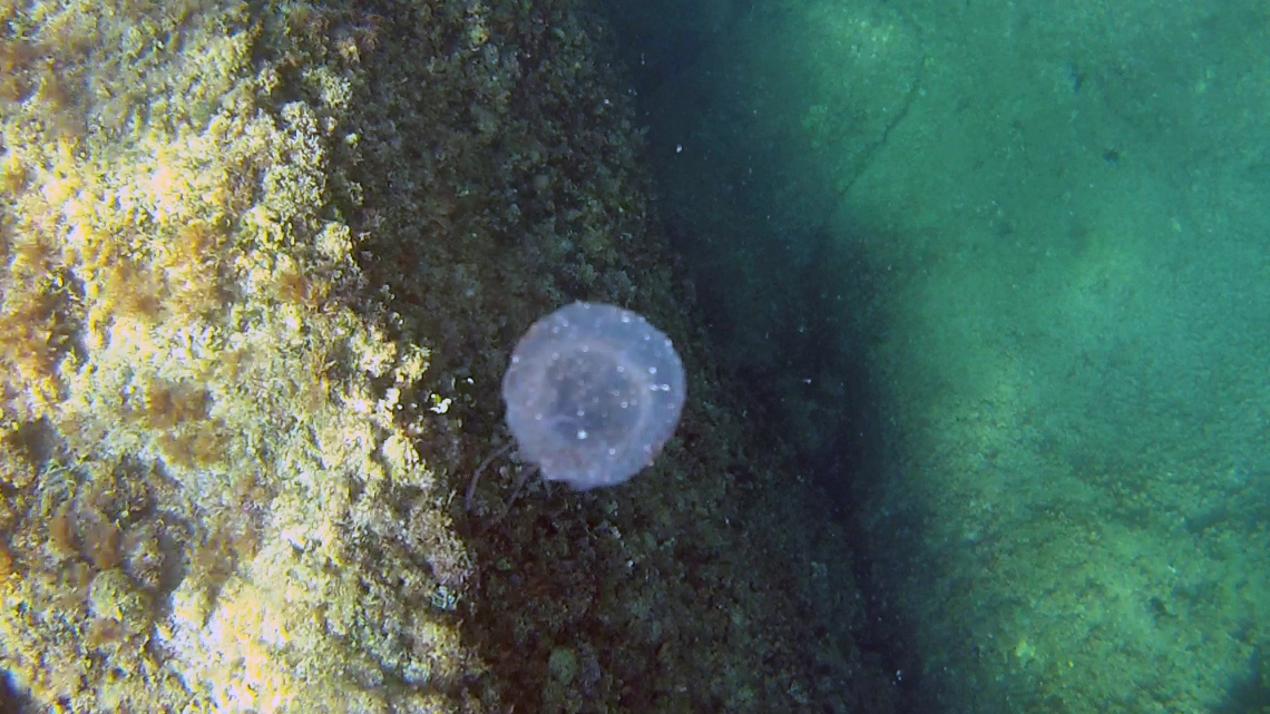 Medusa Olindias Phosphorica Jellyfish intotheblue.it