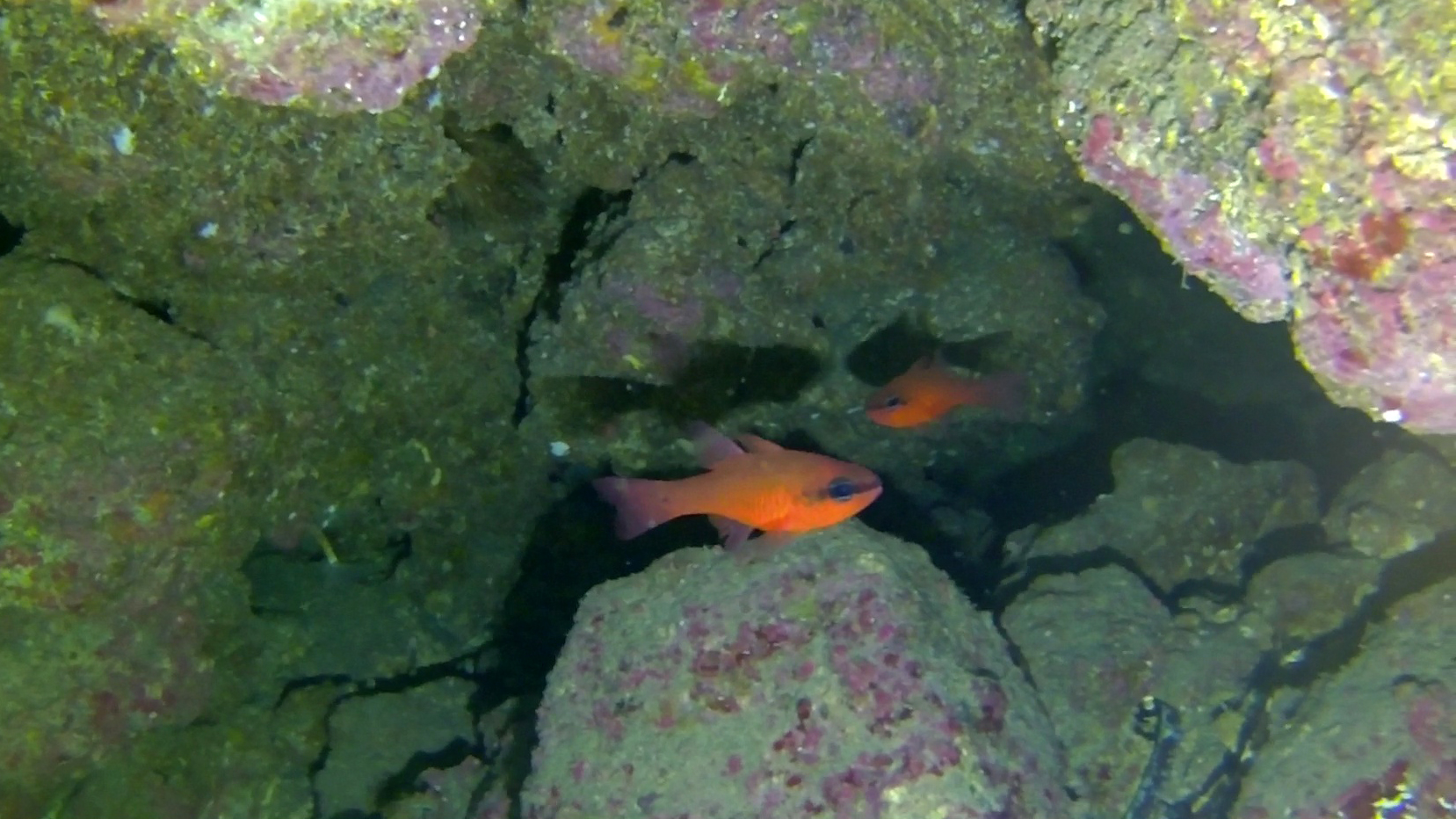Pesce Cardinale Re di Triglie Apogon imberbis Cardinalfish inotheblue.it