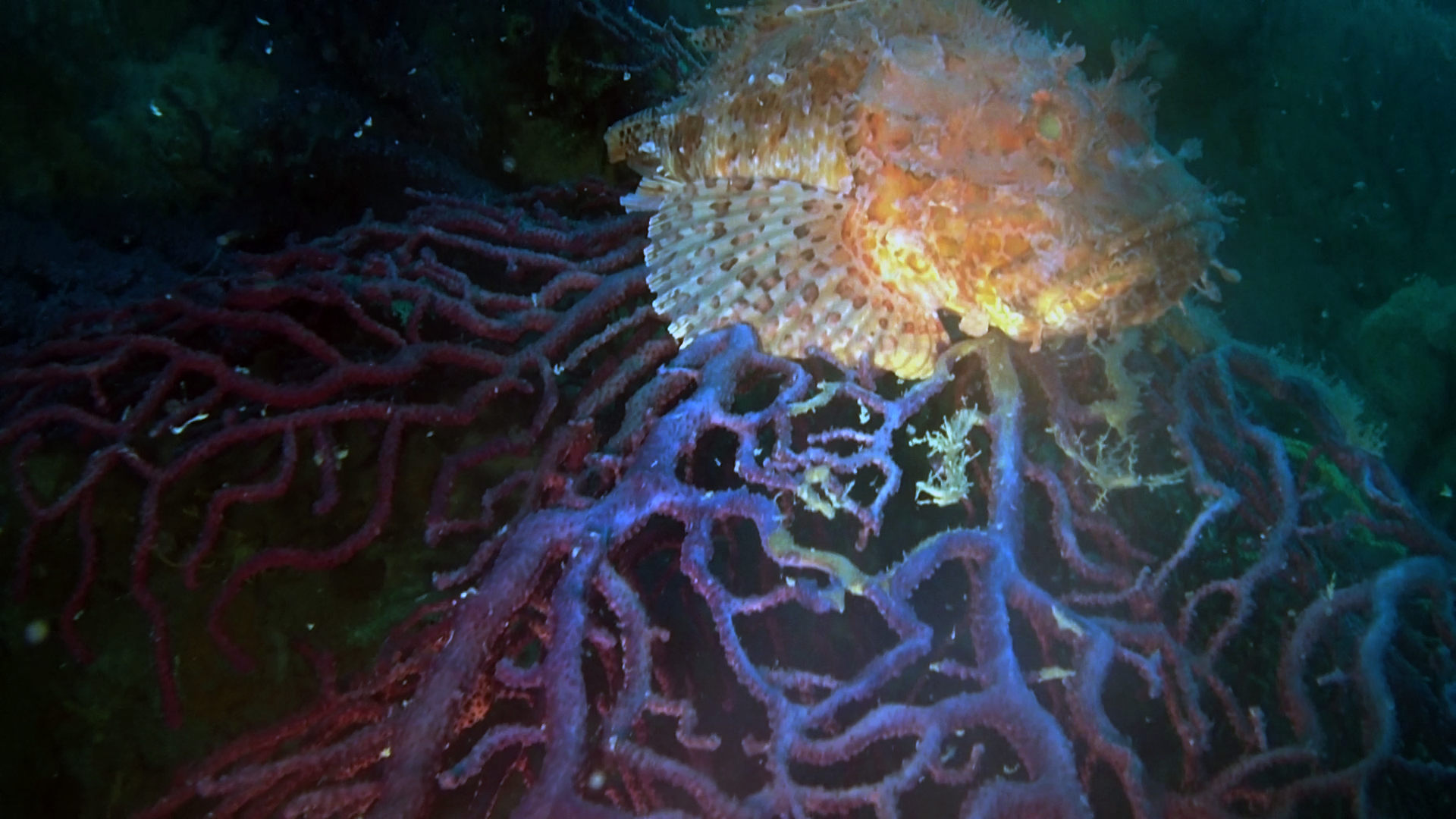 Lo Scorfano Rosso del Mediterraneo - Scorpaena scrofa - Red Scorpionfish of Mediterranean Sea on Violescent sea-whip - intotheblue.it