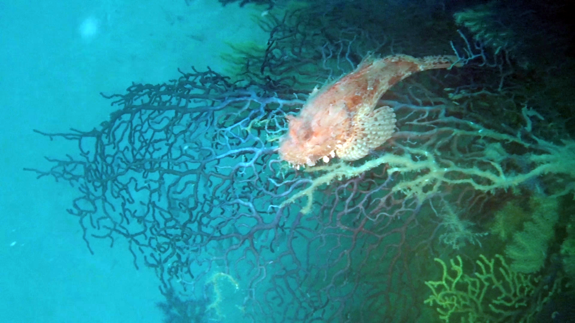 Lo Scorfano Rosso del Mediterraneo - Scorpaena scrofa - Red Scorpionfish of Mediterranean Sea on Violescent sea-whip - intotheblue.it