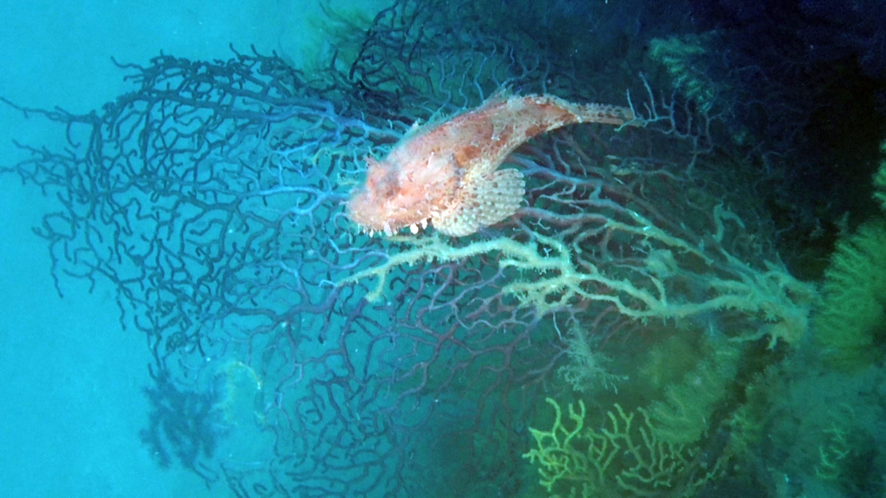 Lo Scorfano Rosso del Mediterraneo - Scorpaena scrofa - Red Scorpionfish of Mediterranean Sea on Violescent sea-whip - intotheblue.it