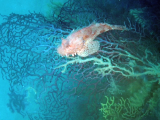 Lo Scorfano Rosso Del Mediterraneo - Scorpaena Scrofa - Red Scorpionfish Of Mediterranean Sea On Violescent Sea-Whip - Intotheblue.it