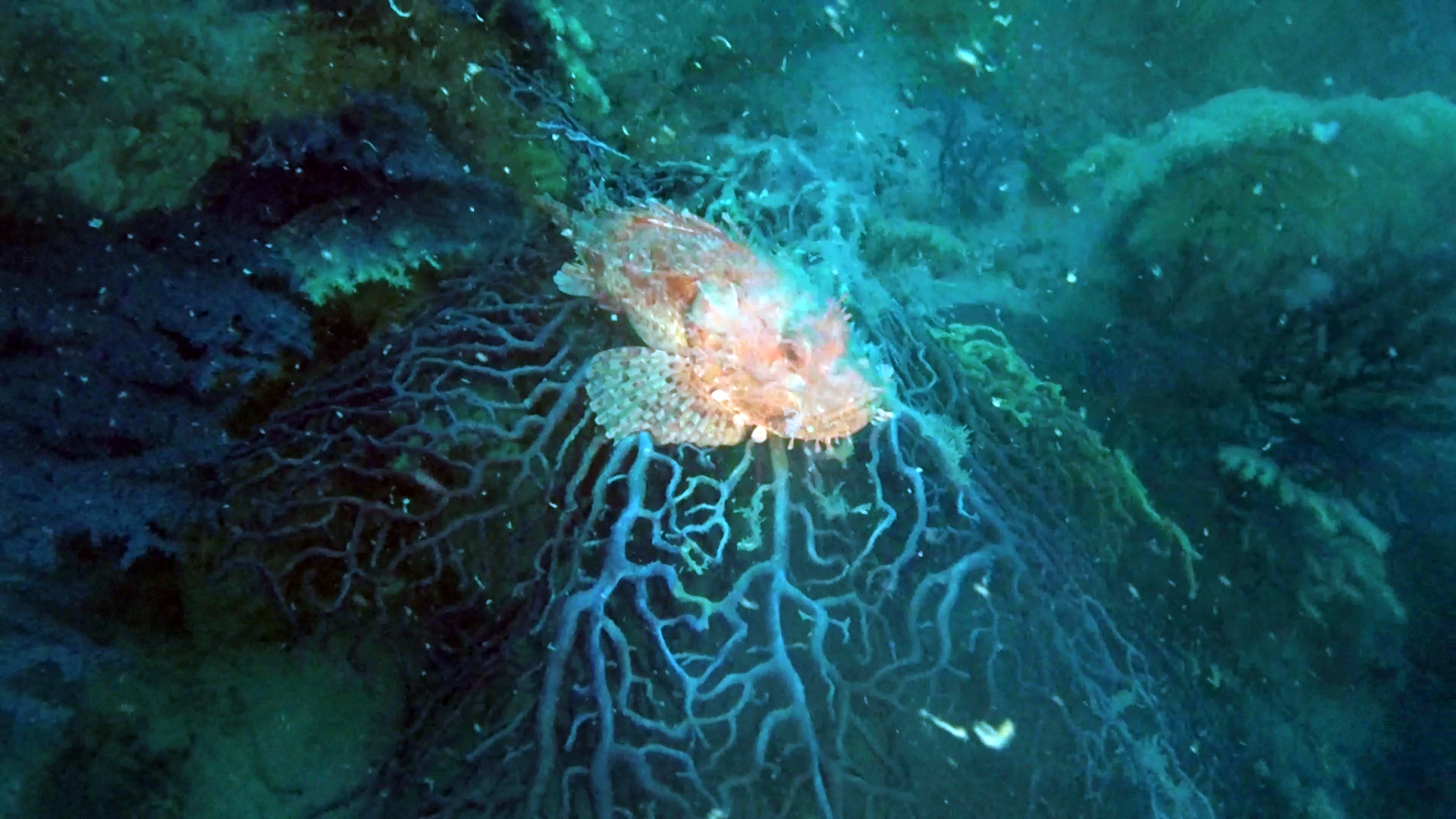 Lo Scorfano Rosso del Mediterraneo - Scorpaena scrofa - Red Scorpionfish of Mediterranean Sea on Violescent sea-whip - intotheblue.it