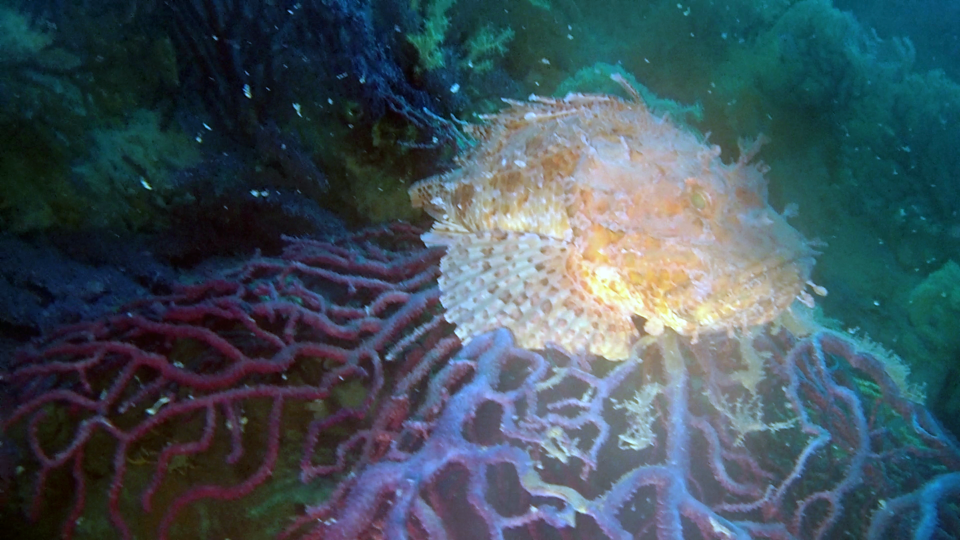 Lo Scorfano Rosso del Mediterraneo - Scorpaena scrofa - Red Scorpionfish of Mediterranean Sea on Violescent sea-whip - intotheblue.it