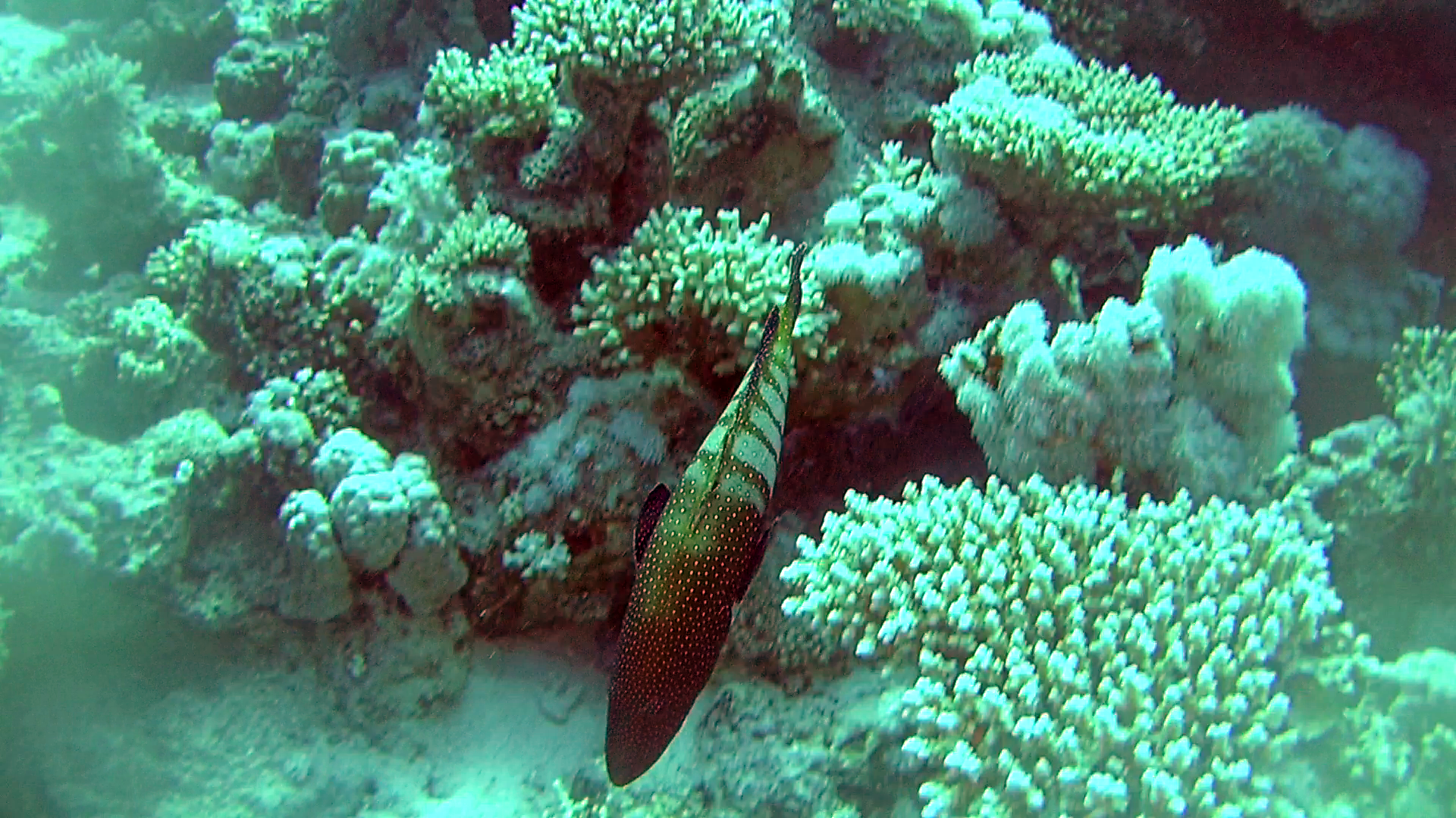 Cernia Pavone - Cephalopholis Argus - Bluespotted Grouper - La Cernia dalle Macchie Blu - intotheblue.it