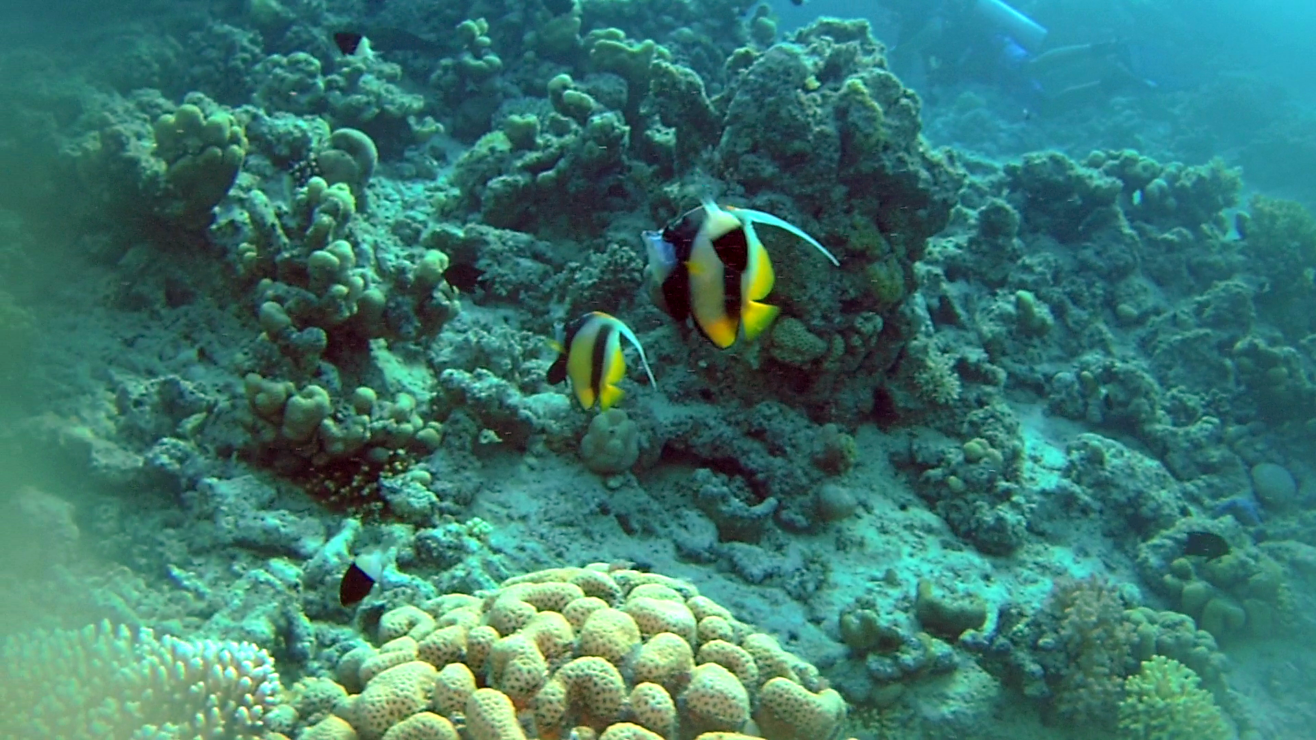 Il Pesce Farfalla Bandiera del Mar Rosso - The Red Sea Bannerfish - Heniochus intermedius - intotheblue.it