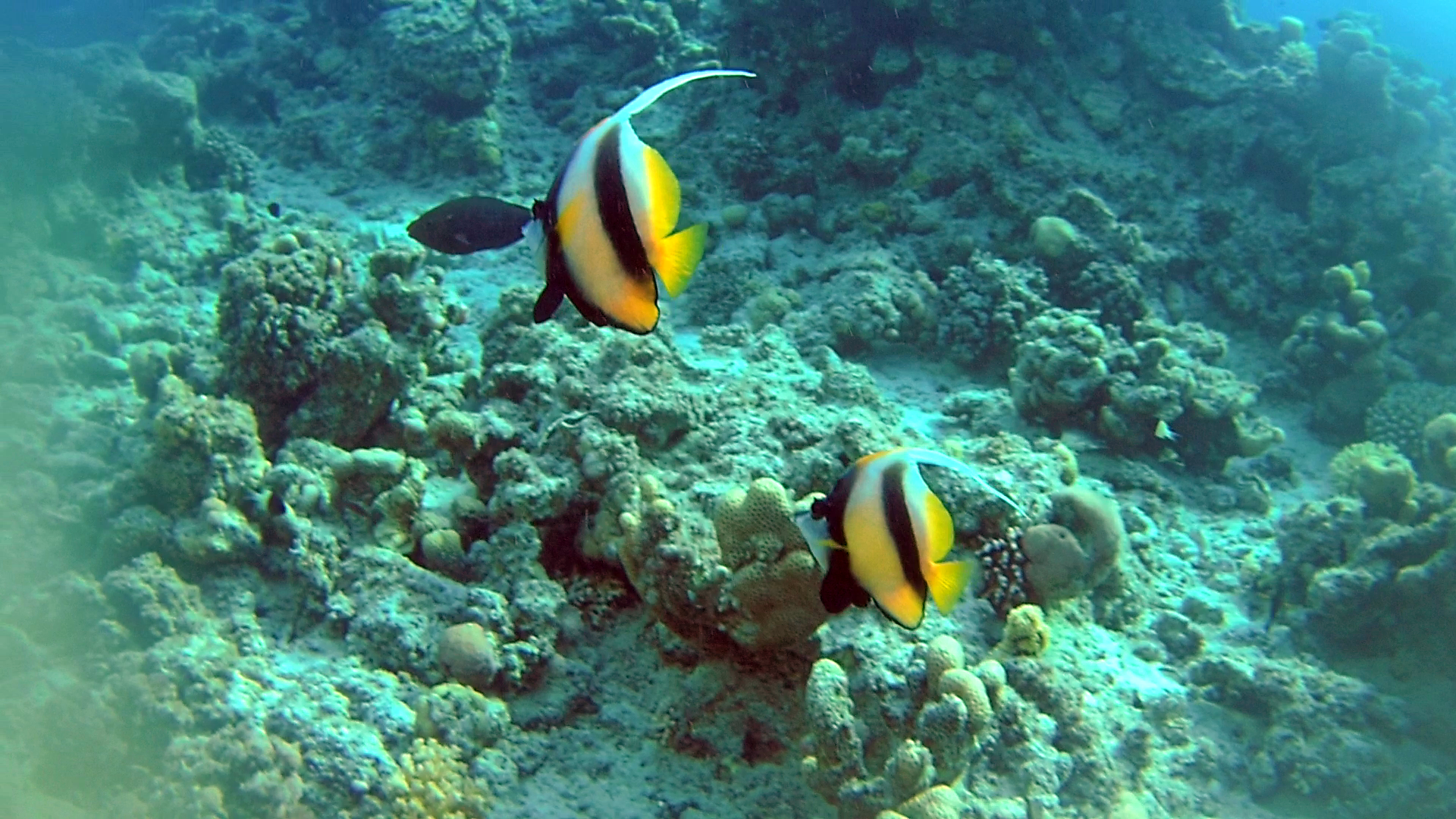 Il Pesce Farfalla Bandiera del Mar Rosso - The Red Sea Bannerfish - Heniochus intermedius - intotheblue.it