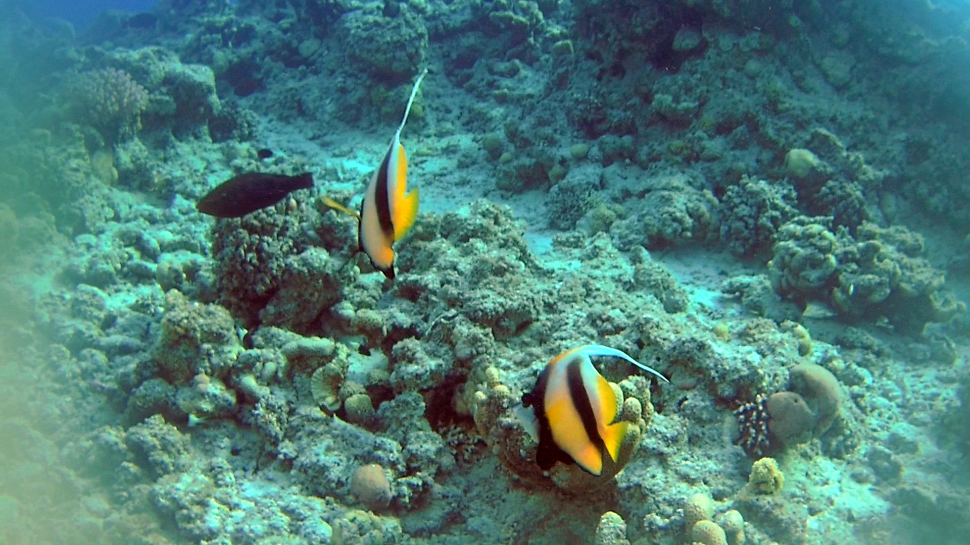 Il Pesce Farfalla Bandiera del Mar Rosso - The Red Sea Bannerfish - Heniochus intermedius - intotheblue.it