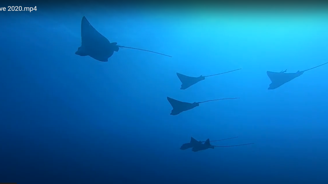 Aquila di mare - Spotted eagle ray - intotheblue.it