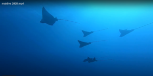 Aquila di mare - Spotted eagle ray - intotheblue.it