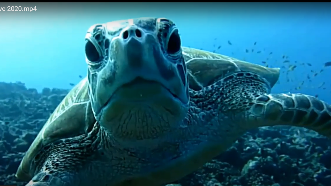 Tartaruga marina - sea ​​Turtle - intotheblue.it