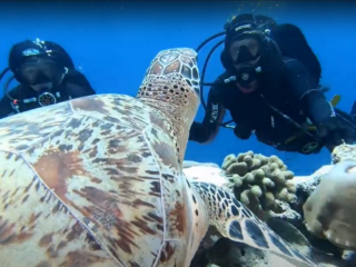 Tartaruga Marina - Sea ​​Turtle - Intotheblue.it