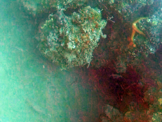 Stella Marina Rossa - Echinaster Sepositus - Mediterranean Red Starfish - Intotheblue.it