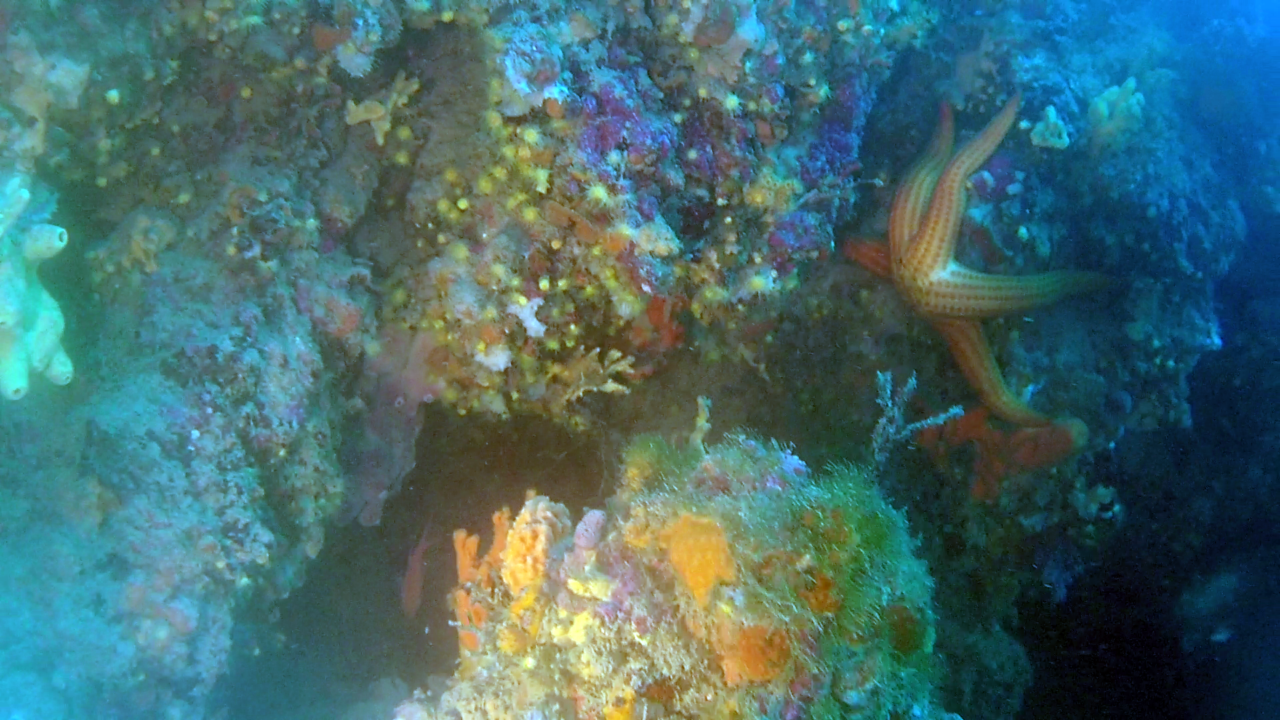 Stella Marina rossa - Echinaster sepositus - Mediterranean red Starfish - intotheblue.it