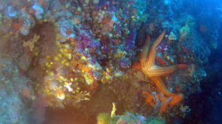 The Mediterranean red Starfish 