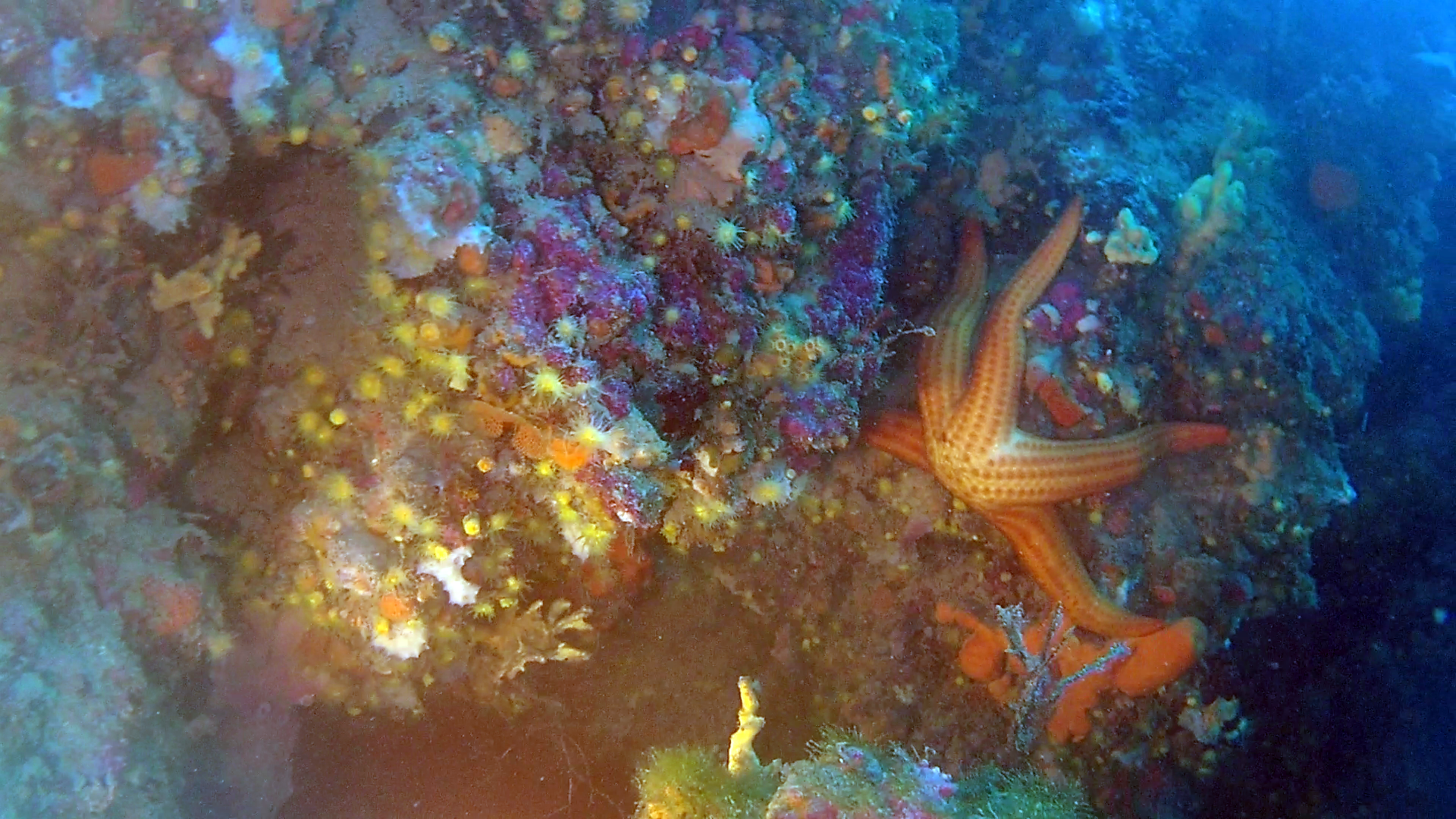 Stella Marina rossa - Echinaster sepositus - Mediterranean red Starfish - intotheblue.it