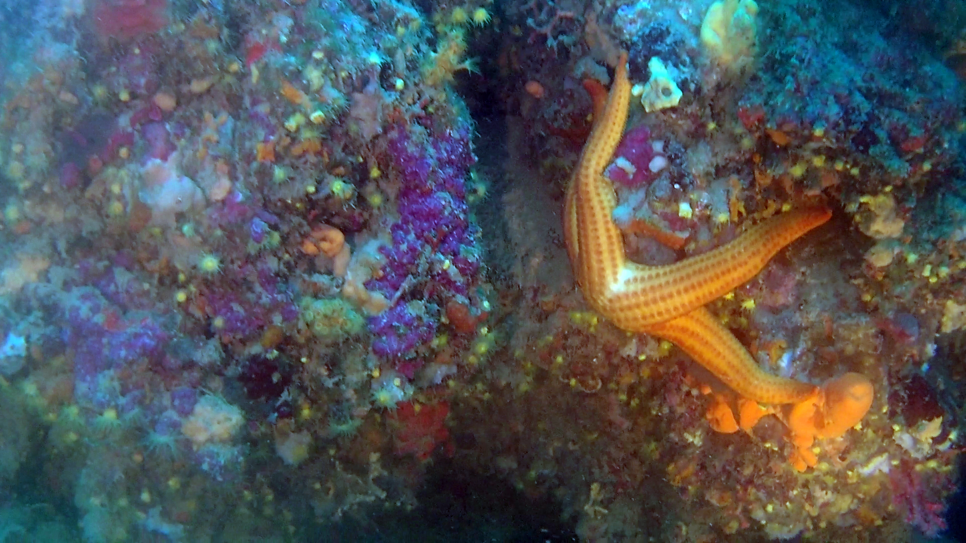 Stella Marina rossa - Echinaster sepositus - Mediterranean red Starfish - intotheblue.it