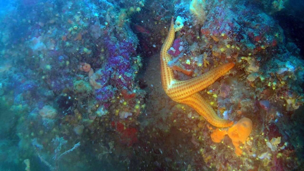 Stella Marina rossa - Echinaster sepositus - Mediterranean red Starfish - intotheblue.it