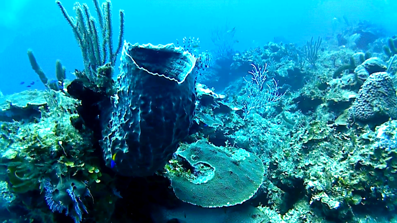 La spugna Barile - The giant Barrel sponge - Xestospongia muta - intotheblue.it