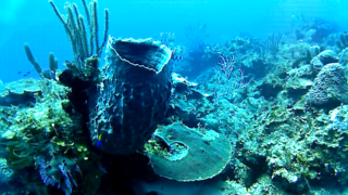 The Giant Barrel Sponge