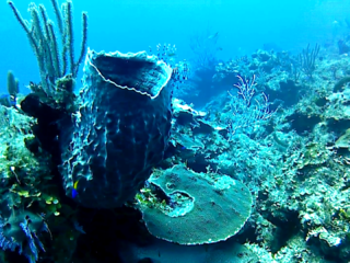 La Spugna Barile - The Giant Barrel Sponge - Xestospongia Muta - Intotheblue.it