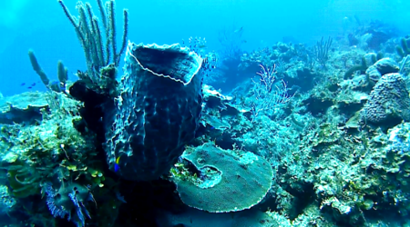 La spugna Barile - The giant Barrel sponge - Xestospongia muta - intotheblue.it