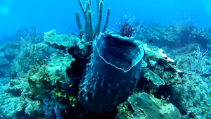 Giant Barrel sponge - Xestospongia muta