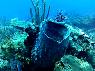 La Spugna Barile - The Giant Barrel Sponge - Xestospongia Muta - Intotheblue.it