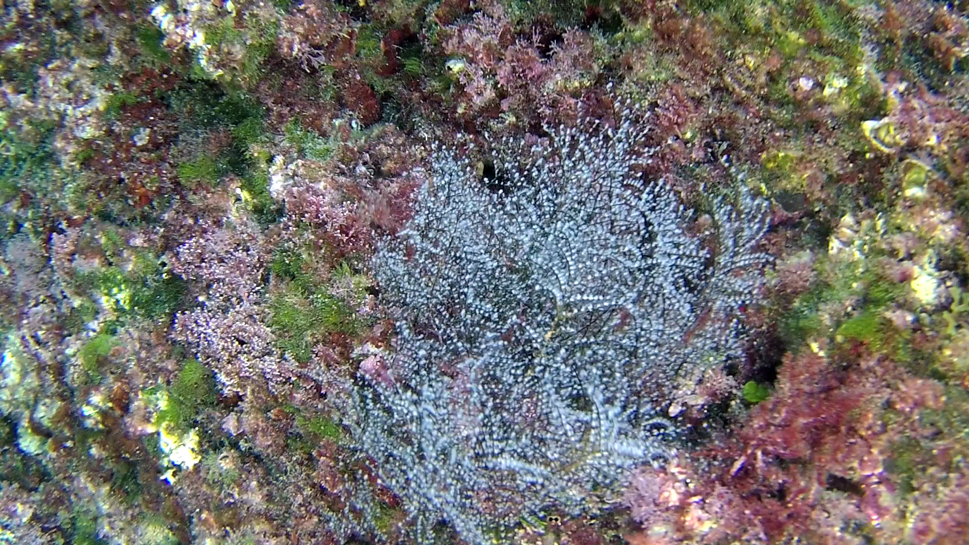 Alga Cystoseira brachycarpa - intotheblue.it