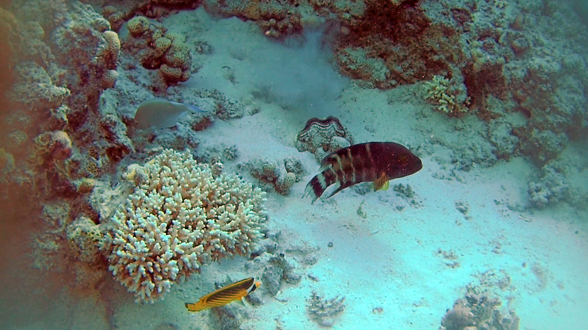 Il Tordo a gola rossa - The Red-breasted Wrasse - Cheilinus fasciatus- intotheblue.it