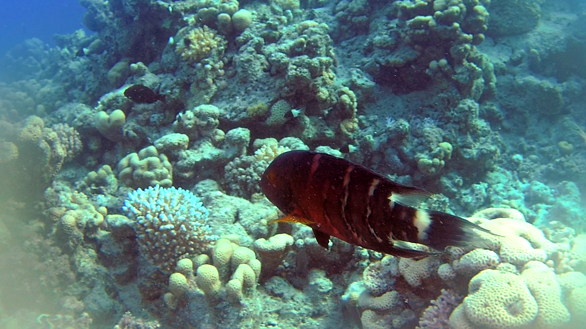 Il Tordo a gola rossa - The Red-breasted Wrasse - Cheilinus fasciatus- intotheblue.it