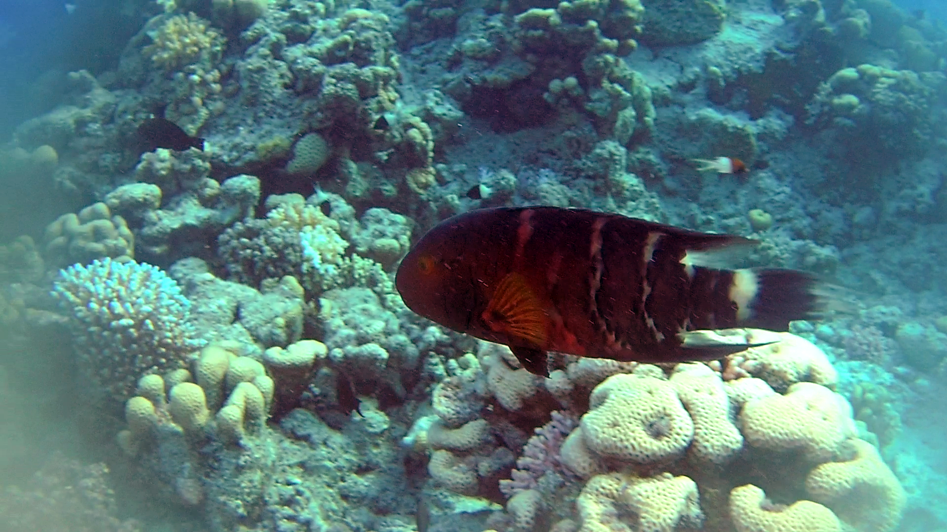 Il Tordo a gola rossa - The Red-breasted Wrasse - Cheilinus fasciatus- intotheblue.it