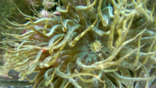 Trumpet anemone Aiptasia mutabilis