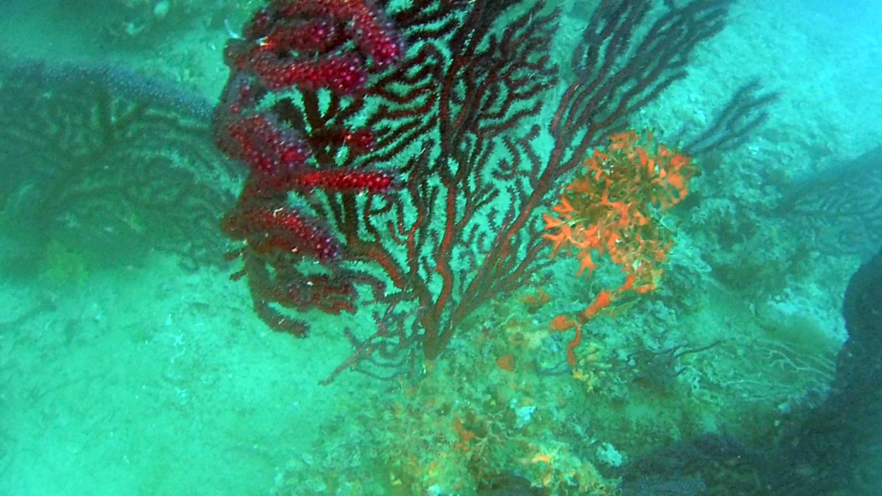 Gorgonia rossa parassitata da Alga rossa - Red algae on Violescente Sea-whip - intotheblue.it
