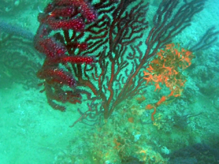 Gorgonia Rossa Parassitata Da Alga Rossa - Red Algae On Violescente Sea-Whip - Intotheblue.it