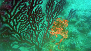Red algae on Violescente Sea-whip