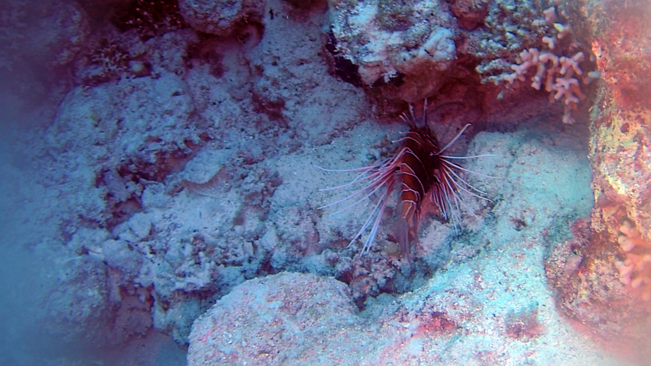 Il Pesce Scorpione - The Red Lionfish - Pterois volitans - intotheblue.it