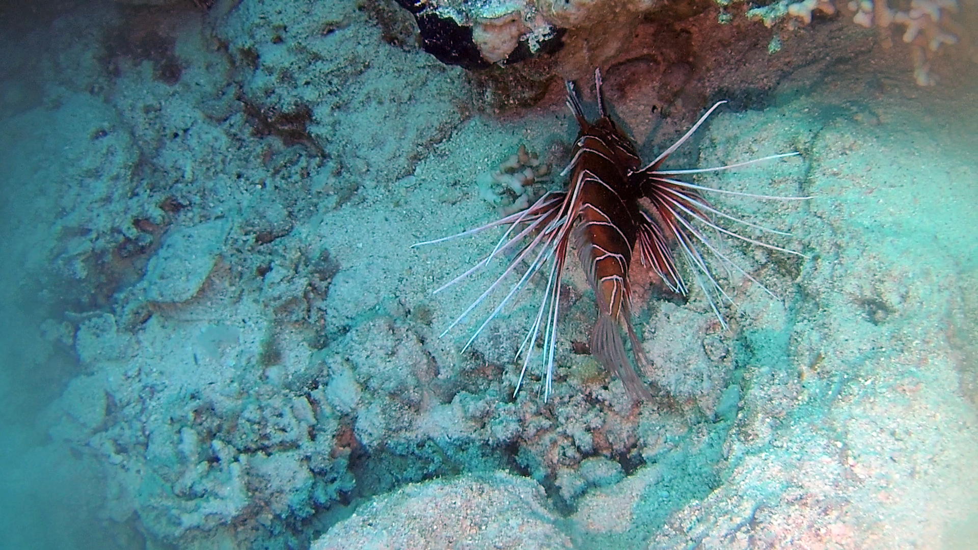 Il Pesce Scorpione - The Red Lionfish - Pterois volitans - intotheblue.it