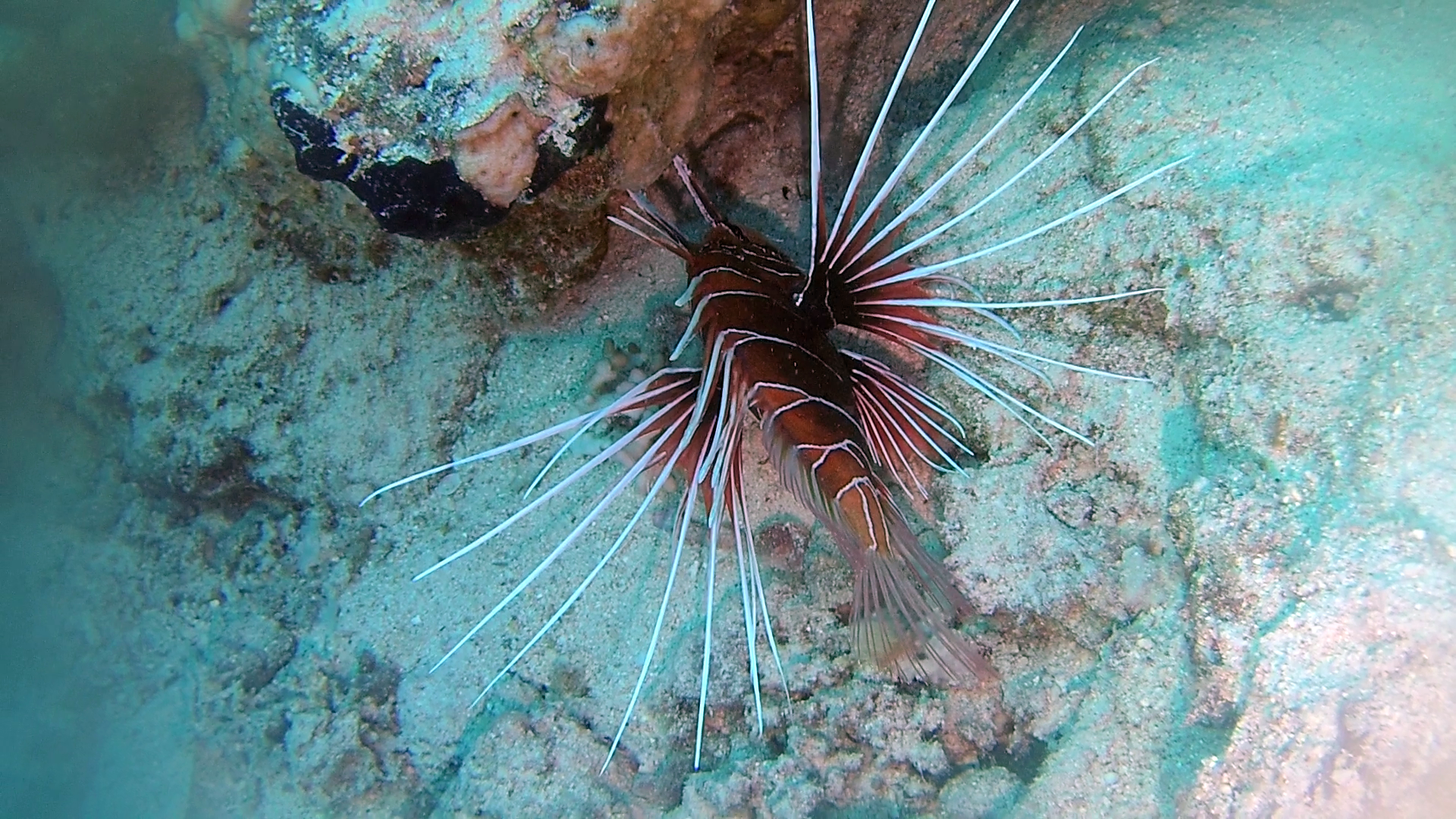 Il Pesce Scorpione - The Red Lionfish - Pterois volitans - intotheblue.it