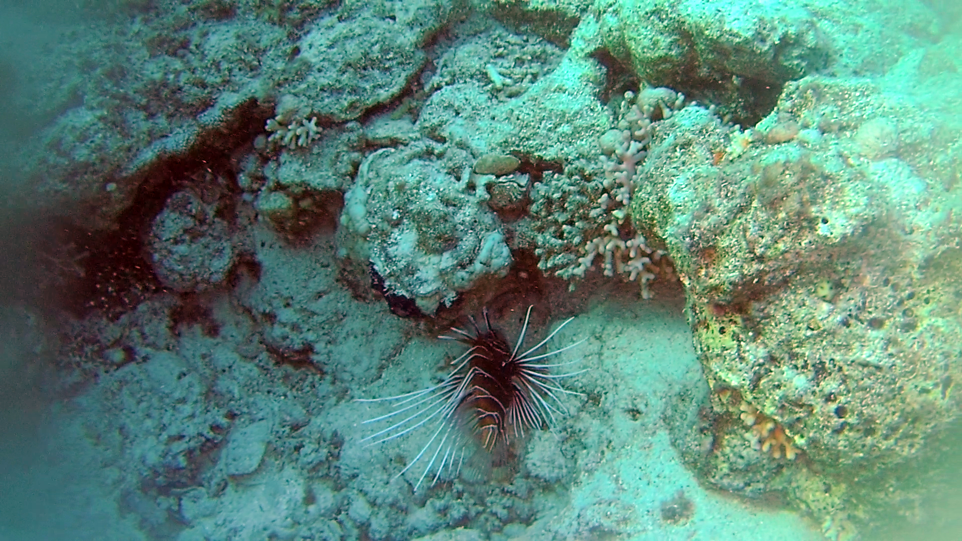 Il Pesce Scorpione - The Red Lionfish - Pterois volitans - intotheblue.it