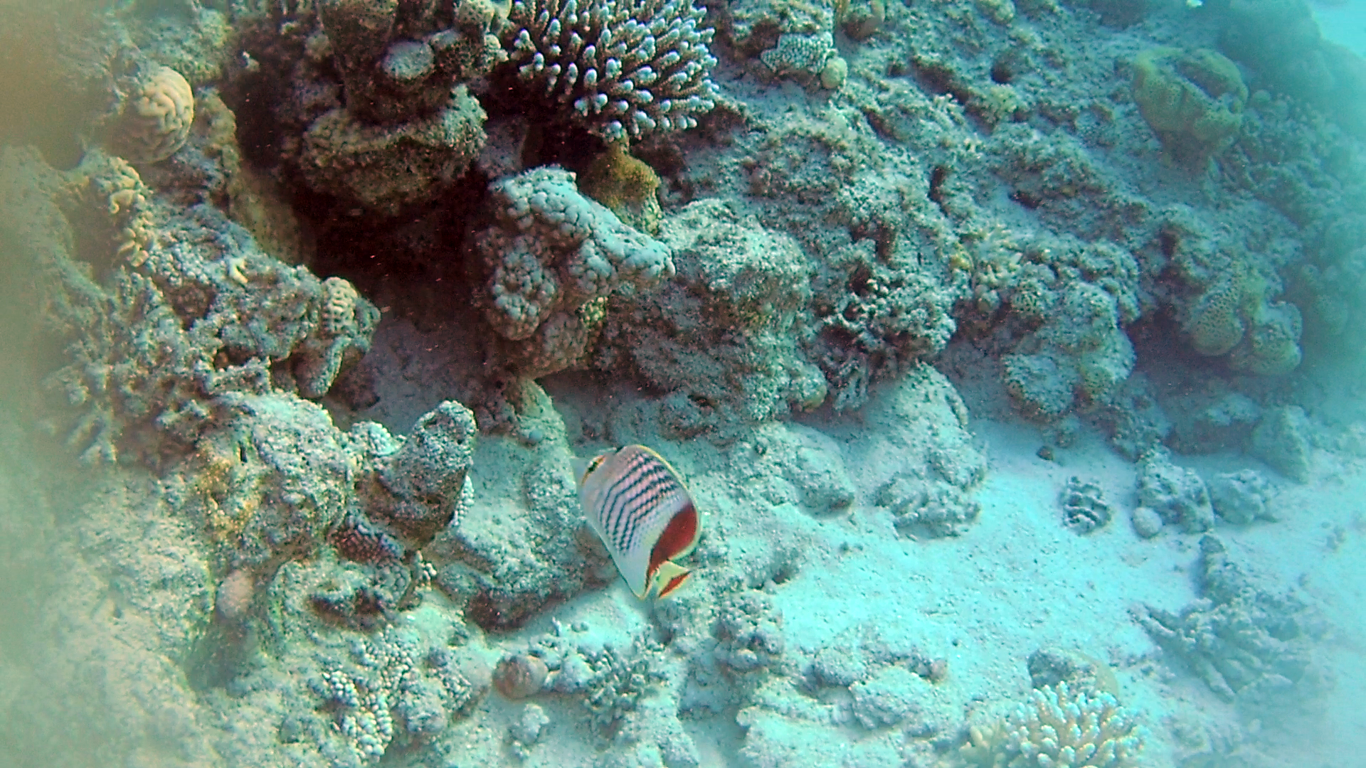 Pesce Farfalla coda rossa - Pesce farfalla eritreo - Eritrean butterflyfish - crown butterflyfish - Chaetodon paucifasciatus - intotheblue.it