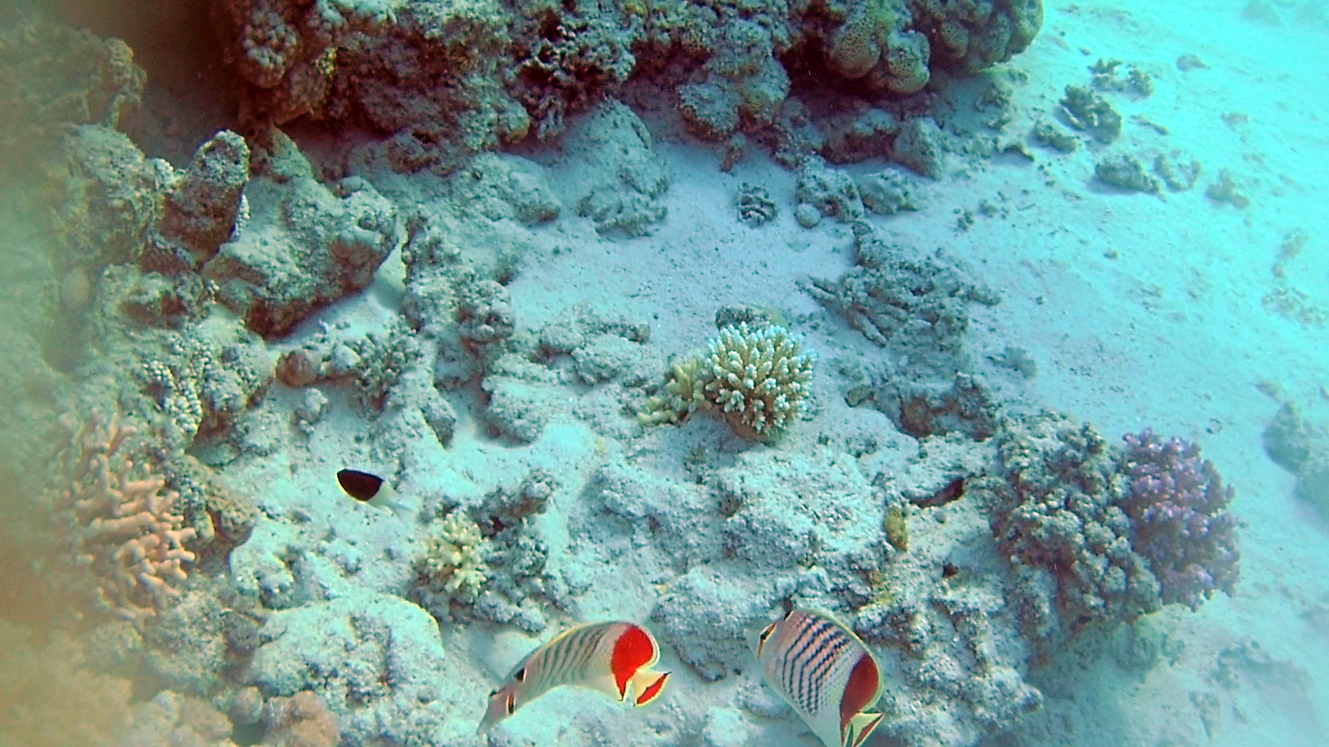 Pesce Farfalla coda rossa - Pesce farfalla eritreo - Eritrean butterflyfish - crown butterflyfish - Chaetodon paucifasciatus - intotheblue.it