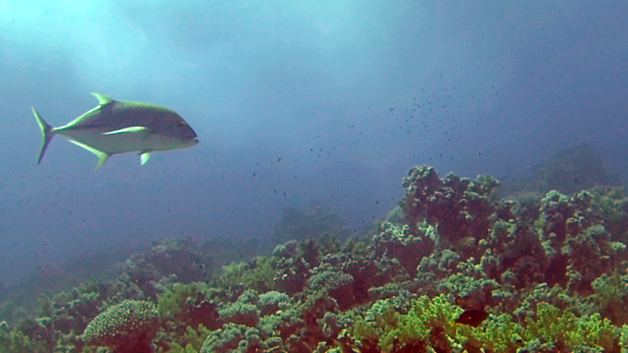 Il Carango gigante indopacifico - The giant Trevally fish - Caranx ignobilis - intotheblue.it