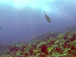 Il Carango Gigante Indopacifico - The Giant Trevally Fish - Caranx Ignobilis - Intotheblue.it
