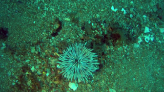 Golden anemone - Condylactis aurantiaca